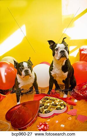 Hunde Mit Valentines Und Sussigkeit Stock Foto Bcp960 27 Fotosearch