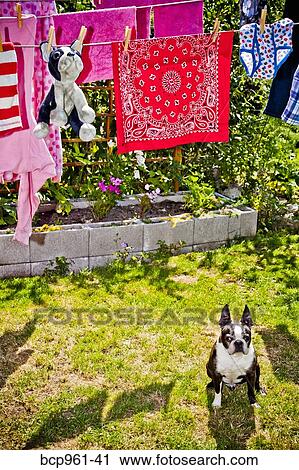 Stock Image - Laundry and stuffed dog hanging on outdoor lines over live dog. Fotosearch