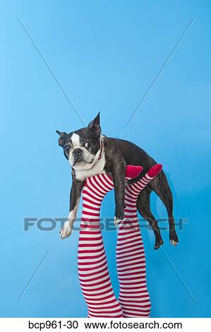 Legs in striped socks with colorful shoes holding dog View Large Photo Image Stock Image - Legs in striped socks with colorful shoes holding dog. Fotosearch
