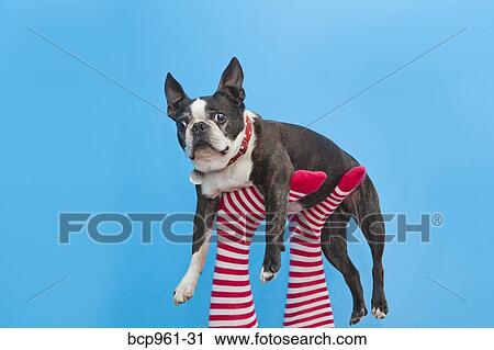 Legs in striped socks with colorful shoes holding dog View Large Photo Image Stock Image - Legs in striped socks with colorful shoes holding dog. Fotosearch