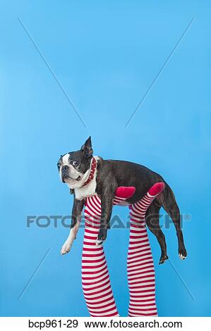 Legs in striped socks with colorful shoes holding dog View Large Photo Image Stock Photo - Legs in striped socks with colorful shoes holding dog. Fotosearch