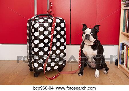 Polka dot suitcase and dog View Large Photo Image Picture - Polka dot suitcase and dog. Fotosearch