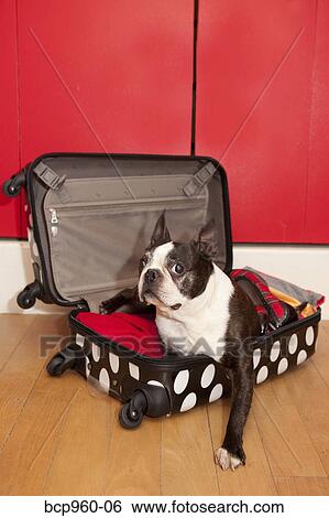 Stock Photograph - Polka dot suitcase and dog. Fotosearch