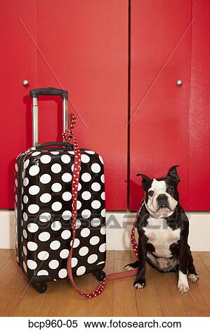 Polka dot suitcase and dog View Large Photo Image Stock Photography - Polka dot suitcase and dog. Fotosearch