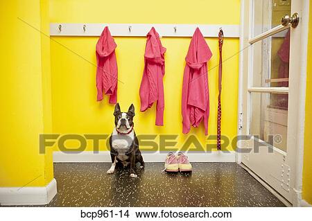 Sweaters and leash on hooks with dog and shoes View Large Photo Image Picture - Sweaters and leash on hooks with dog and shoes. Fotosearch