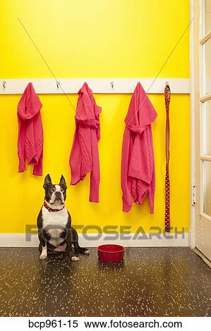Stock Photography - Sweaters and leash with dog and bowl. Fotosearch