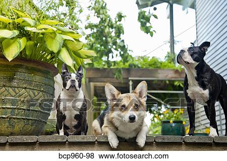 Three dogs on outdoor porch View Large Photo Image Stock Photo - Three dogs on outdoor porch. Fotosearch