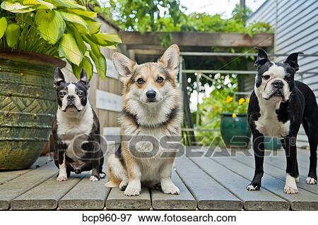Stock Photo - Three dogs standing on outdoor porch. Fotosearch