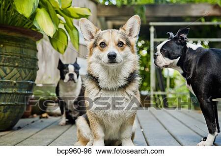 Three dogs standing on outdoor porch View Large Photo Image Stock Photograph - Three dogs standing on outdoor porch. Fotosearch