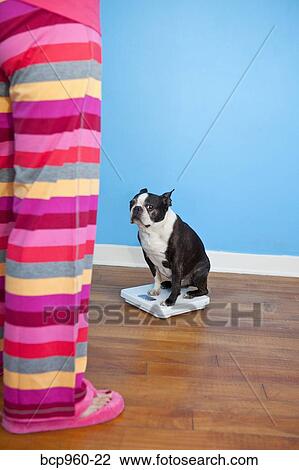 Woman looking at dog sitting on scales View Large Photo Image Stock Image - Woman looking at dog sitting on scales. Fotosearch