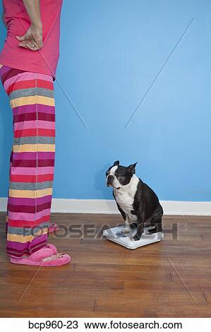 Woman looking at dog sitting on scales View Large Photo Image Stock Image - Woman looking at dog sitting on scales. Fotosearch