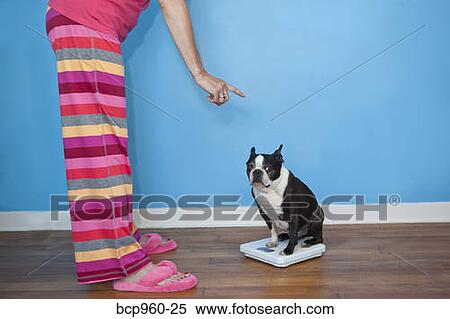 Woman looking at dog sitting on scales View Large Photo Image Stock Photography - Woman looking at dog sitting on scales. Fotosearch