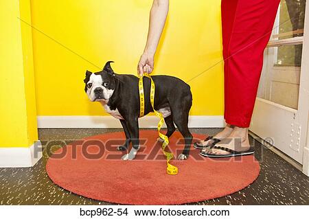 Woman measuring dog's waist View Large Photo Image Picture - Woman measuring dog's waist. Fotosearch