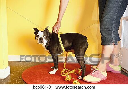 Woman measuring dog's waist View Large Photo Image Stock Image - Woman measuring dog's waist. Fotosearch