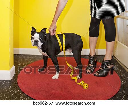 Stock Photo - Woman measuring dog's waist. Fotosearch
