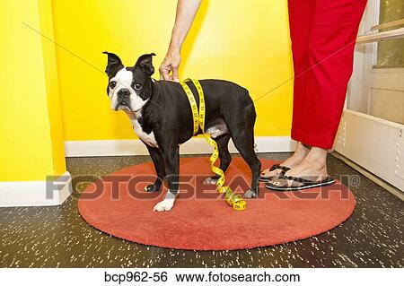 Woman measuring dog's waist View Large Photo Image Stock Photograph - Woman measuring dog's waist. Fotosearch