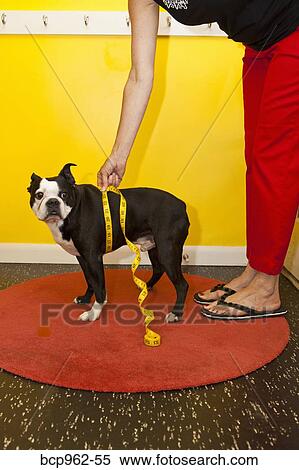 Stock Photography - Woman measuring dog's waist. Fotosearch