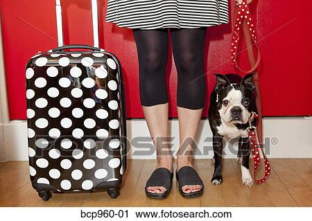 Stock Image - Woman with polka dot suitcase and dog on leash. Fotosearch