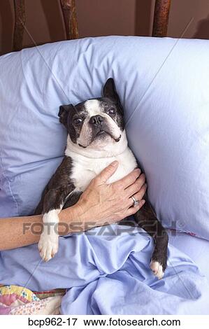 Woman's arm around dog in bed View Large Photo Image Stock Photo - Woman's arm around dog in bed. Fotosearch