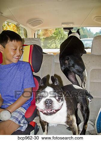Young boy in back seat of car with two dogs View Large Photo Image Stock Image - Young boy in back seat of car with two dogs. Fotosearch