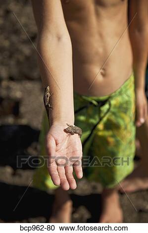 Young boy with geckos on his arm View Large Photo Image Stock Image - Young boy with geckos on his arm. Fotosearch