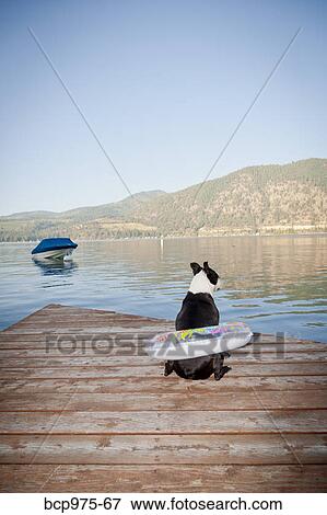 Stock Photo - Boston terrier dog wearing float ring on dock. Fotosearch