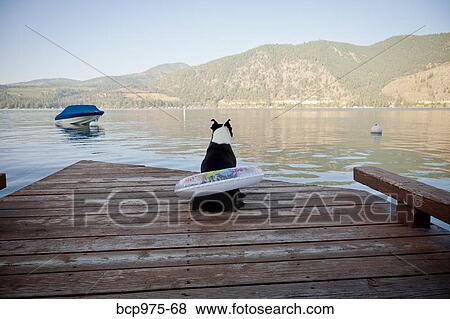 Stock Photo - Boston terrier dog wearing float ring on dock. Fotosearch
