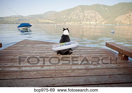 Boston terrier dog wearing float ring on dock View Large Photo Image Stock Photo - Boston terrier dog wearing float ring on dock. Fotosearch