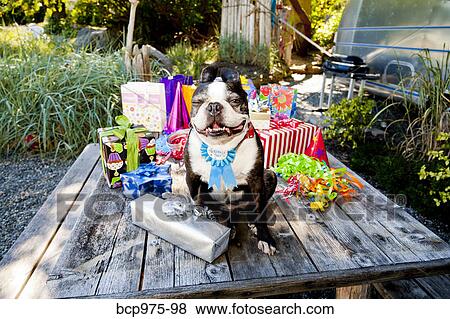 Boston terrier dog with birthday presents View Large Photo Image Stock Photo - Boston terrier dog with birthday presents. Fotosearch