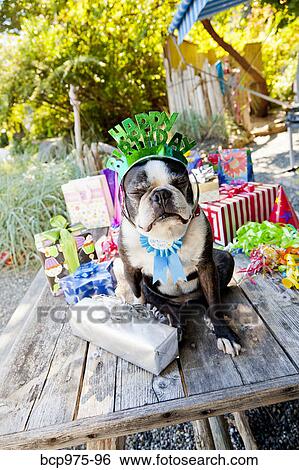 Stock Photograph - Boston terrier dog with birthday presents. Fotosearch