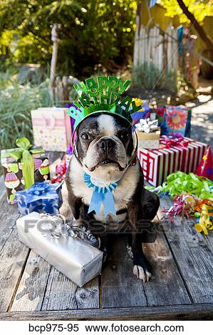 Stock Photography - Boston terrier dog with birthday presents. Fotosearch