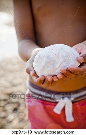 Boy with moonsnail shell in his hands View Large Photo Image Stock Photo - Boy with moonsnail shell in his hands. Fotosearch