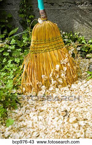 Broom next to pile of fallen flower petals View Large Photo Image Stock Image - Broom next to pile of fallen flower petals. Fotosearch