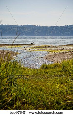 Dog walking along shore at low tide View Large Photo Image Stock Image - Dog walking along shore at low tide. Fotosearch