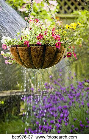 Hanging flower basket getting watered View Large Photo Image Stock Photo - Hanging flower basket getting watered. Fotosearch