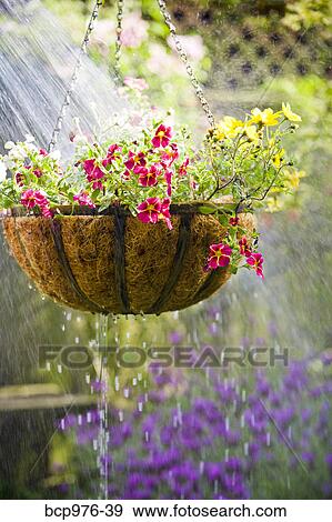 Stock Photo - Hanging flower basket getting watered. Fotosearch