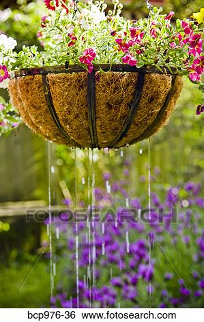 Stock Photograph - Hanging flower basket getting watered. Fotosearch