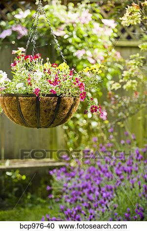 Stock Image - Hanging flower basket in garden. Fotosearch