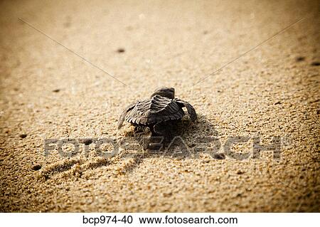 Stock Image - Newly hatched turtles on beach. Fotosearch