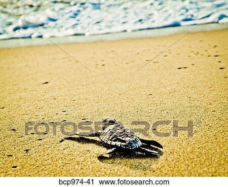 Newly hatched turtles on beach View Large Photo Image Stock Image - Newly hatched turtles on beach. Fotosearch