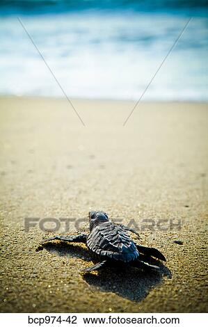 Newly hatched turtles on beach View Large Photo Image Stock Image - Newly hatched turtles on beach. Fotosearch