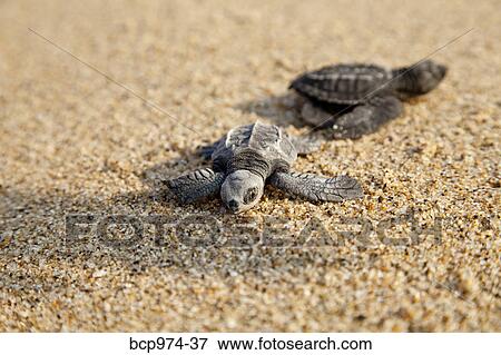 Newly hatched turtles on beach View Large Photo Image Stock Photo - Newly hatched turtles on beach. Fotosearch