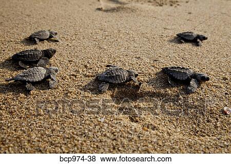 Newly hatched turtles on beach View Large Photo Image Stock Photo - Newly hatched turtles on beach. Fotosearch
