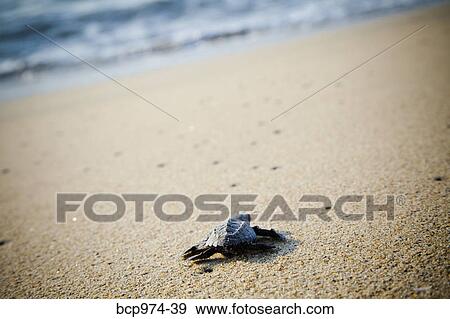 Stock Photo - Newly hatched turtles on beach. Fotosearch