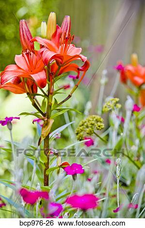 Orange and pink flowers in garden View Large Photo Image Stock Photograph - Orange and pink flowers in garden. Fotosearch