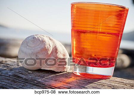 Orange cup on driftwood log View Large Photo Image Stock Photo - Orange cup on driftwood log. Fotosearch