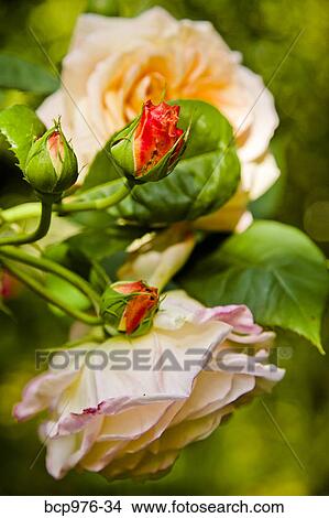 Pale orange roses in garden View Large Photo Image Picture - Pale orange roses in garden. Fotosearch
