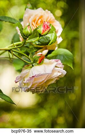 Stock Photography - Pale orange roses in garden. Fotosearch