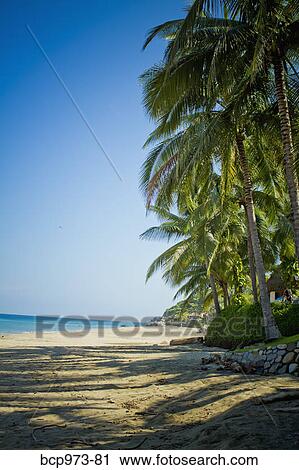 Palms on beach at sayulita View Large Photo Image Stock Image - Palms on beach at sayulita. Fotosearch