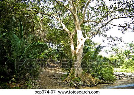 Path through jungle View Large Photo Image Stock Photo - Path through jungle. Fotosearch